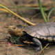 Western Swamp Tortoise